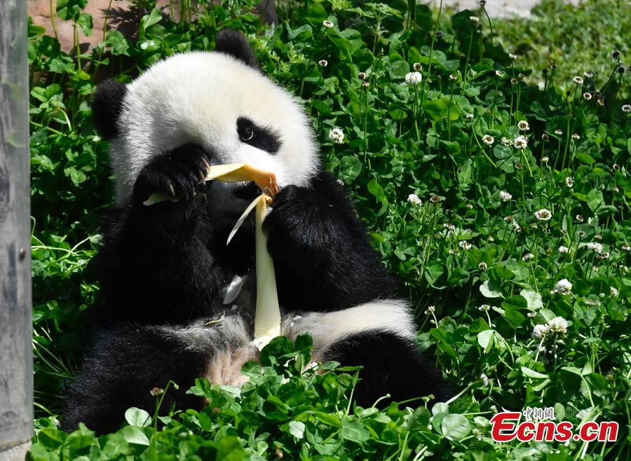 Eleven giant pandas born in 2018 enjoy the sunshine at the Shenshuping giant panda protection base of Wolong National Nature Reserve in Gengda Township, Southwest China\'s Sichuan Province, April 23, 2019. (Photo: China News Service/An Yuan)