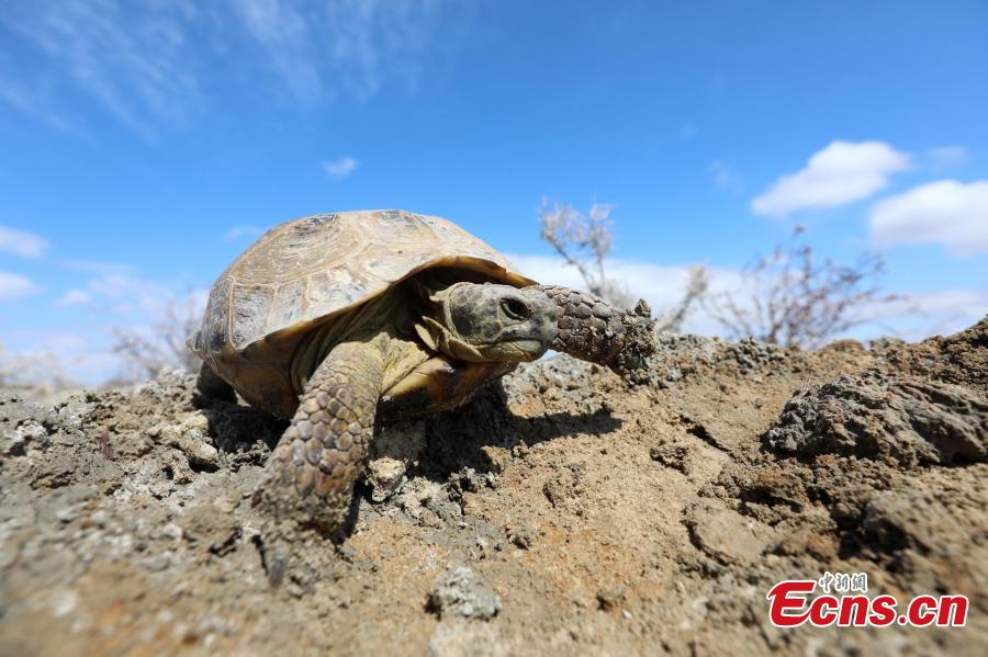 A Central Asian tortoise is found at Ebi Lake wetland natural reserve, in Northwest China\'s Xinjiang Uygur Autonomous Region, April 23, 2019. The tortoise was about 30 years old. The species is endemic to Central Asia, and in China, it\'s found only in the autonomous region\'s Huocheng County, placed under first-class wildlife protection. (Photo: China News Service/Shen Zhijun)