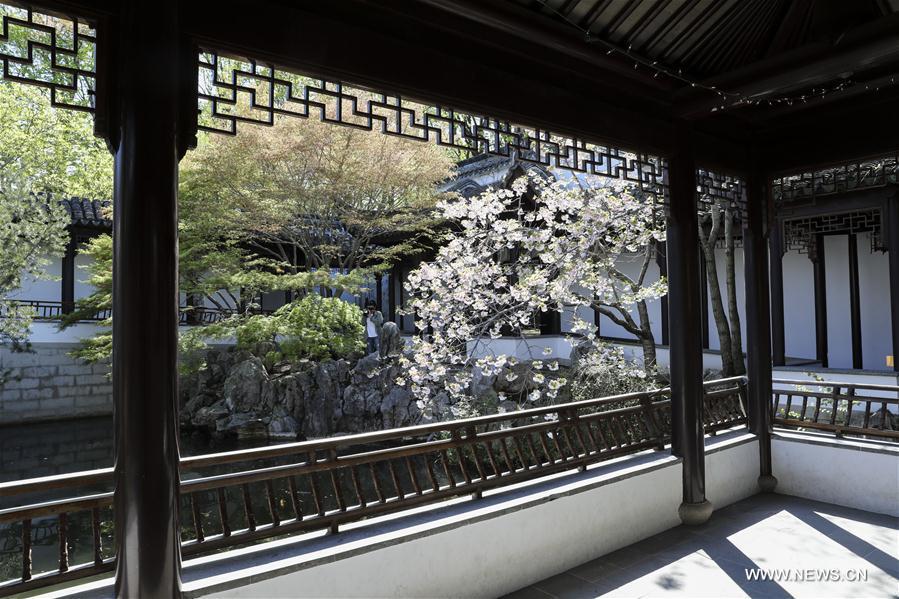 Photo taken on April 23, 2019 shows the spring scenery in the Chinese Scholar\'s Garden on Staten Island, New York, the United States. (Xinhua/Wang Ying)