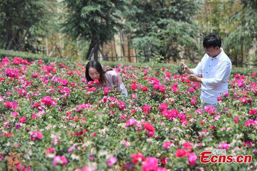 Edible roses at Yunnan University Chenggong campus. About 2.7 hectares of edible roses on the campus have become a popular attraction as well as a source of dessert ingredients. (Photo: China News Service/Liu Ranyang)