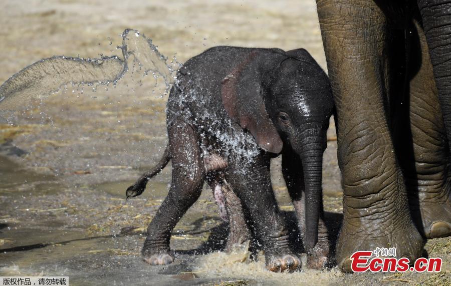A new born male elephant calf named \