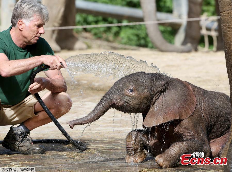 A new born male elephant calf named \