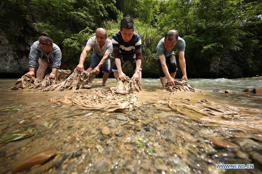 Wang Xingwu (2nd R), a papermaker, washes raw materials with other craftsmen in Shiqiao Village of Danzhai County, southwest China\'s Guizhou Province, April 24, 2019. Wang Xingwu, 53, a national intangible cultural heritage inheritor in papermaking, learned the papermaking technique from his family as a child. Besides exerting the old papermaking technique to its full potential, Wang keeps raising product quality and improving the making procedure. With the involvement of plants in the papermaking process, he has created more than 160 kinds of patterned papers and paper crafts. He also develops a kind of handmade white paper more suitable for writing calligraphy and painting. (Xinhua/Huang Xiaohai)