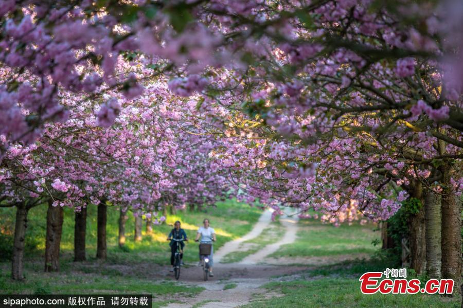 Cherry blossom trees are in bloom in Berlin, Germany, April 25, 2019. (Photo/SipaPhoto)