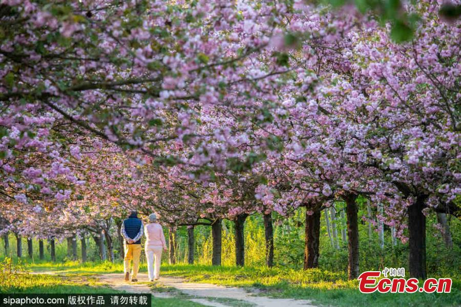 Cherry blossom trees are in bloom in Berlin, Germany, April 25, 2019. (Photo/SipaPhoto)