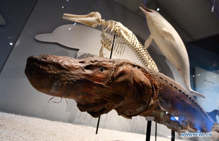Photo taken on April 25, 2019 shows exhibits of maritime creatures at an exhibition hall themed \