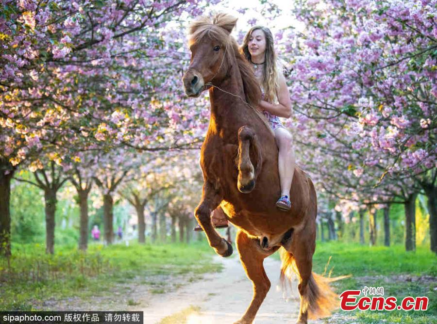 Cherry blossom trees are in bloom in Berlin, Germany, April 25, 2019. (Photo/SipaPhoto)