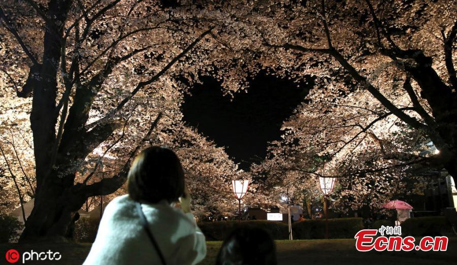 Cherry blossom trees in full bloom are pictured at Hirosaki Park, in Hirosaki, Aomori Prefecture on April 23, 2019. Approximately 2,600 trees captivate visitors from all over the world. (Photo/IC)