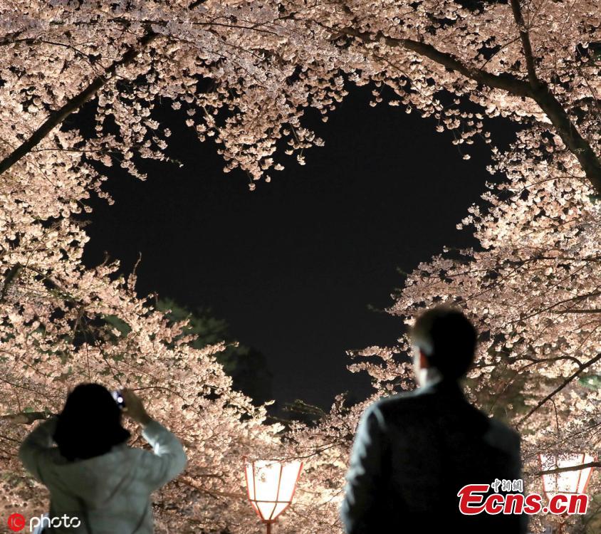 Cherry blossom trees in full bloom are pictured at Hirosaki Park, in Hirosaki, Aomori Prefecture on April 23, 2019. Approximately 2,600 trees captivate visitors from all over the world. (Photo/IC)