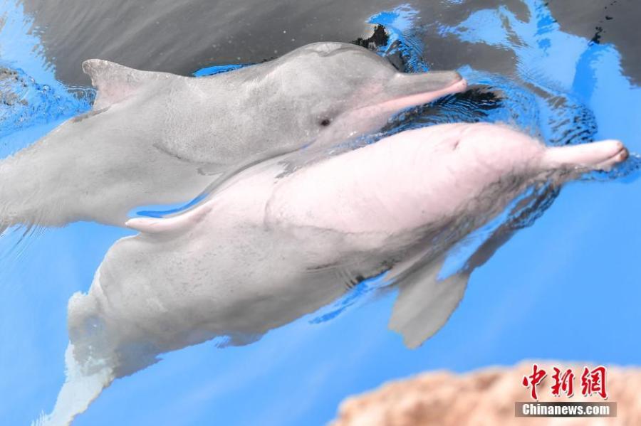Chinese white dolphins playing and performing during an event at the Chimelong Ocean Kingdom in Zhuhai, Guangdong Province, in a photo taken on Saturday, April 27, 2019. Hailed as \