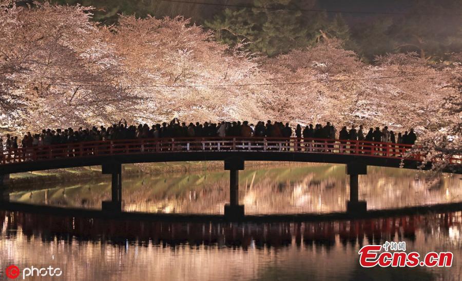 Cherry blossom trees in full bloom are pictured at Hirosaki Park, in Hirosaki, Aomori Prefecture on April 23, 2019. Approximately 2,600 trees captivate visitors from all over the world. (Photo/IC)