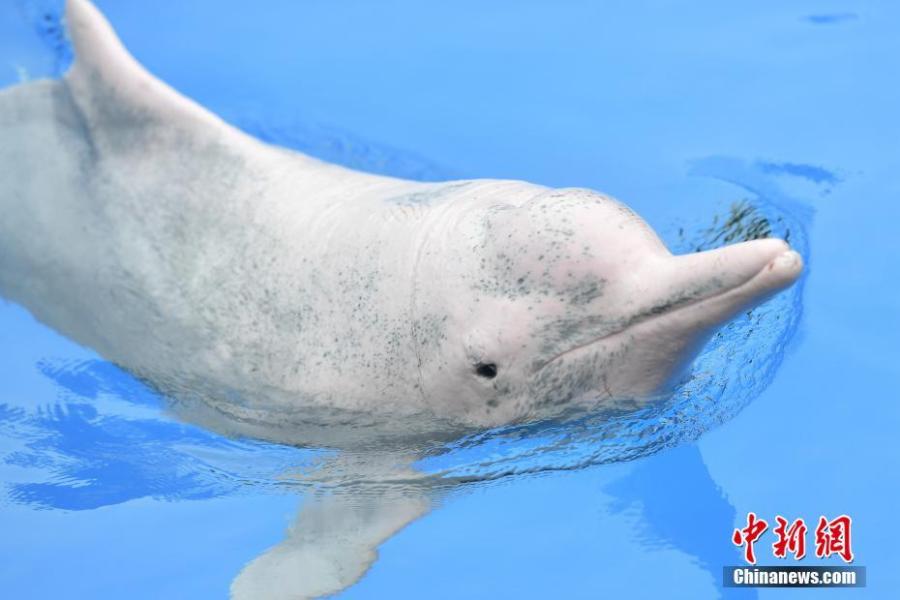 A Chinese white dolphin playing and performing during an event at the Chimelong Ocean Kingdom in Zhuhai, Guangdong Province, in a photo taken on Saturday, April 27, 2019. Hailed as \