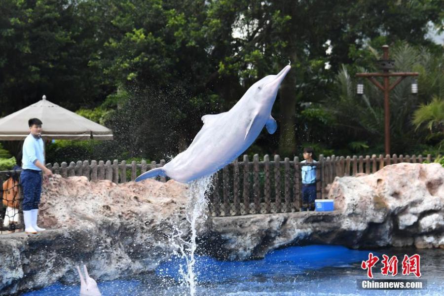 A Chinese white dolphin playing and performing during an event at the Chimelong Ocean Kingdom in Zhuhai, Guangdong Province, in a photo taken on Saturday, April 27, 2019. Hailed as \