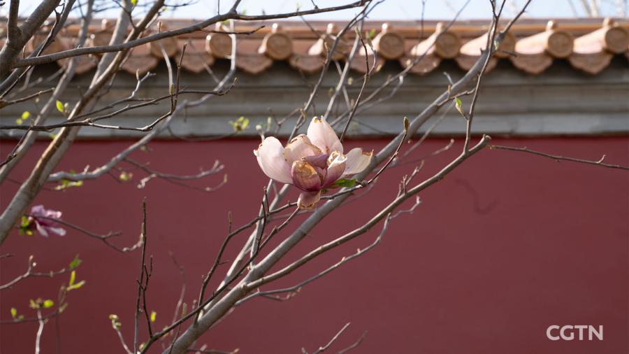 Peonies and lilies surround pavilions. Magnolia flowers are in full bloom against the red-brick palace wall. In autumn, gingko trees will blanket the garden with their golden falling leaves. (Photo/CGTN)