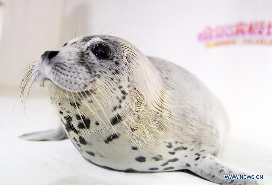 A seal pup is seen at the Harbin Polarland in Harbin, northeast China\'s Heilongjiang Province, on April 29, 2019. Three seal pups entered a \