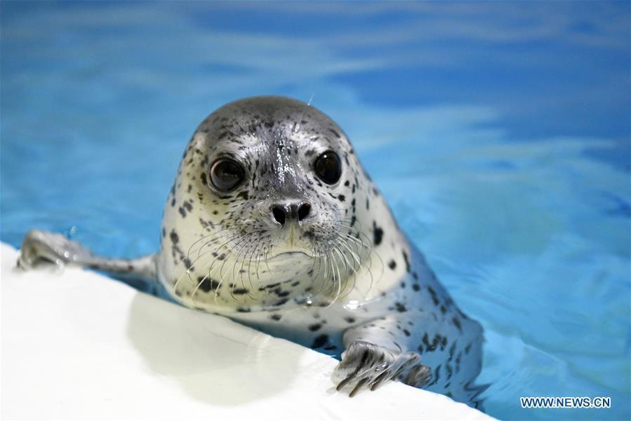 A seal pup is seen at the Harbin Polarland in Harbin, northeast China\'s Heilongjiang Province, on April 29, 2019. Three seal pups entered a \