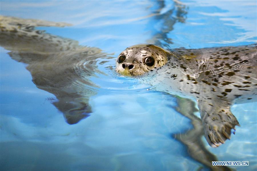 A seal pup is seen at the Harbin Polarland in Harbin, northeast China\'s Heilongjiang Province, on April 29, 2019. Three seal pups entered a \