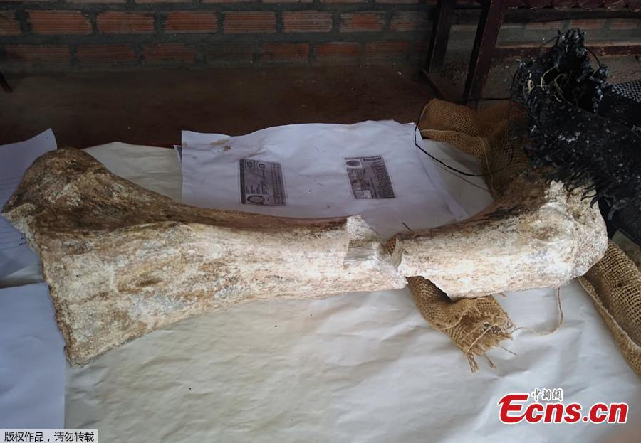 This photo taken on April 25, 2019 shows fossil remains of three ancient elephants found in the Chambara district of Concepcion Province, Peru. The fossil remains of three 10,000-year-old elephants were fortuitously discovered by a policeman and Paleontologist Adolfo Diaz in a wooded area above 3,500 metres above the sea level. (Photo/Agencies)