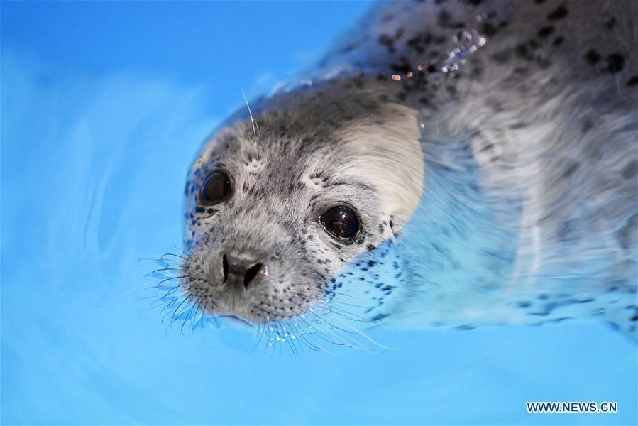 A seal pup is seen in water at the Harbin Polarland in Harbin, northeast China\'s Heilongjiang Province, on April 29, 2019. Three seal pups entered a \