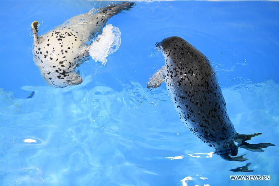 Two seal pups swim in water at the Harbin Polarland in Harbin, northeast China\'s Heilongjiang Province, on April 29, 2019. Three seal pups entered a \