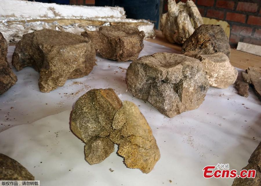 This photo taken on April 25, 2019 shows fossil remains of three ancient elephants found in the Chambara district of Concepcion Province, Peru. The fossil remains of three 10,000-year-old elephants were fortuitously discovered by a policeman and Paleontologist Adolfo Diaz in a wooded area above 3,500 metres above the sea level. (Photo/Agencies)