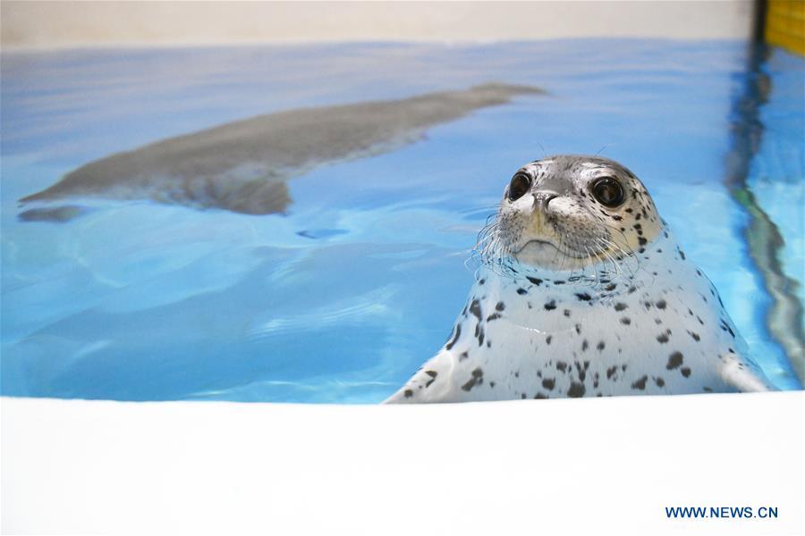 A seal pup is seen at the Harbin Polarland in Harbin, northeast China\'s Heilongjiang Province, on April 29, 2019. Three seal pups entered a \