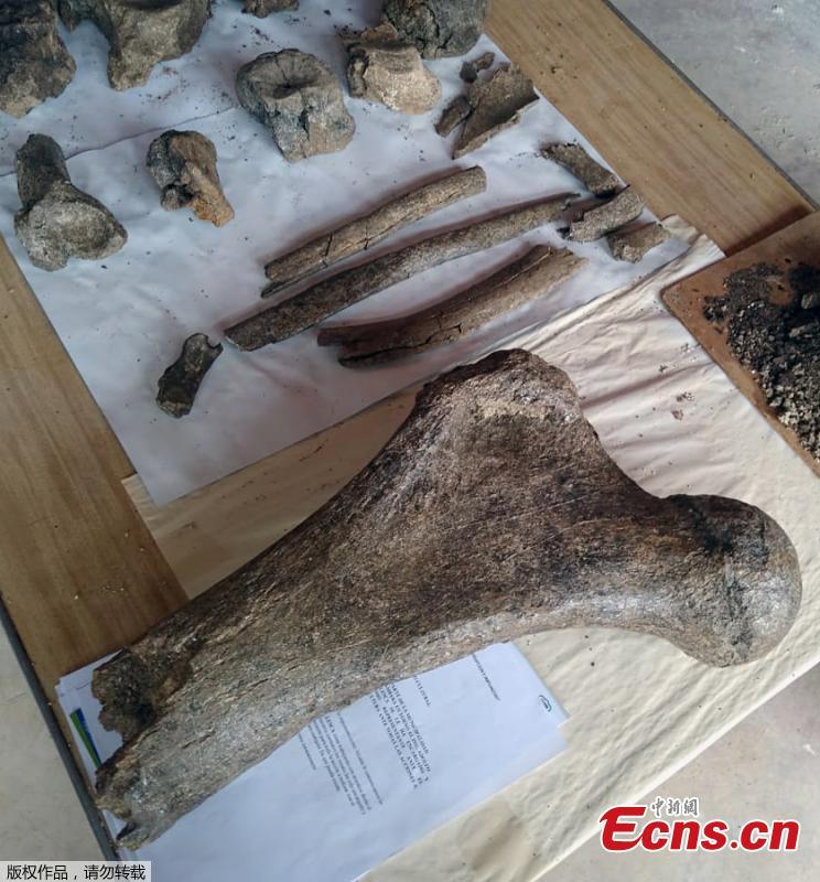 This photo taken on April 25, 2019 shows fossil remains of three ancient elephants found in the Chambara district of Concepcion Province, Peru. The fossil remains of three 10,000-year-old elephants were fortuitously discovered by a policeman and Paleontologist Adolfo Diaz in a wooded area above 3,500 metres above the sea level. (Photo/Agencies)
