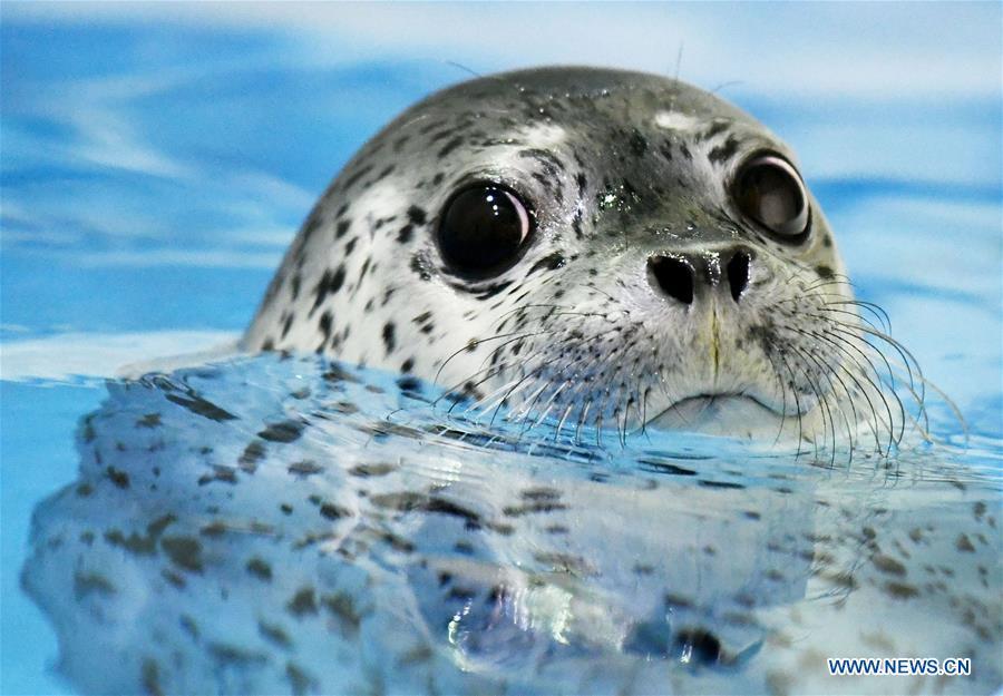 A seal pup is seen at the Harbin Polarland in Harbin, northeast China\'s Heilongjiang Province, on April 29, 2019. Three seal pups entered a \