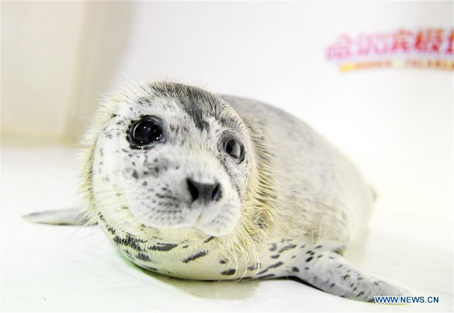 A seal pup is seen at the Harbin Polarland in Harbin, northeast China\'s Heilongjiang Province, on April 29, 2019. Three seal pups entered a \