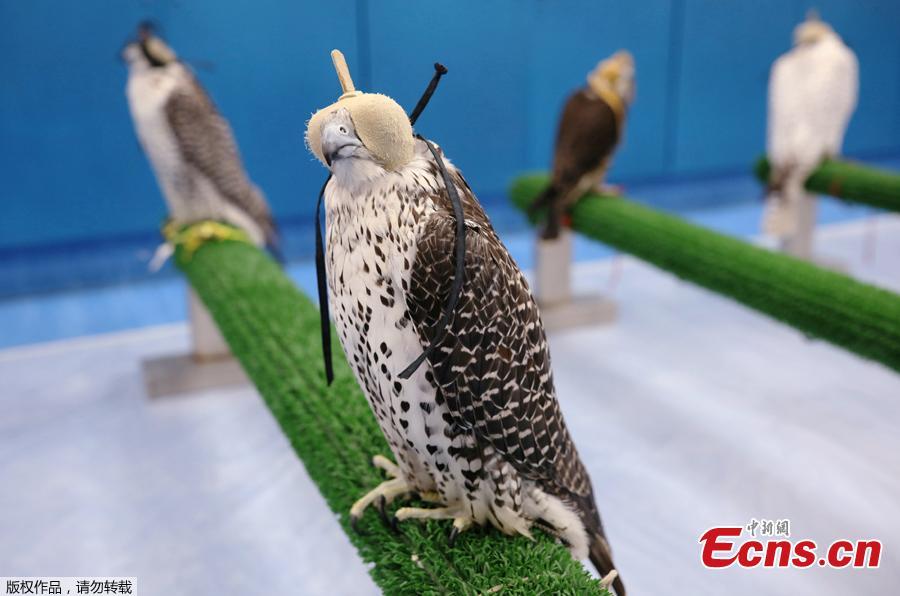 Falcons wait to receive medical attention at the Abu Dhabi Falcon Hospital in Abu Dhabi, United Arab Emirates April 28, 2019. When a falcon in the Gulf Arab countries falls sick, the owners of these expensive hunting birds will take them to the world\'s largest falcon hospital in Abu Dhabi. (Photo/Agencies)