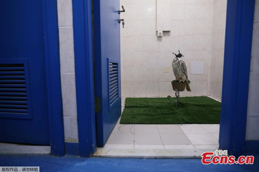 A falcon is seen ahead of being operated at the Abu Dhabi Falcon Hospital in Abu Dhabi, United Arab Emirates April 28, 2019. When a falcon in the Gulf Arab countries falls sick, the owners of these expensive hunting birds will take them to the world\'s largest falcon hospital in Abu Dhabi. (Photo/Agencies)