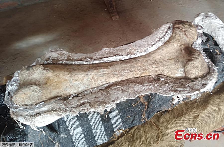 This photo taken on April 25, 2019 shows fossil remains of three ancient elephants found in the Chambara district of Concepcion Province, Peru. The fossil remains of three 10,000-year-old elephants were fortuitously discovered by a policeman and Paleontologist Adolfo Diaz in a wooded area above 3,500 metres above the sea level. (Photo/Agencies)