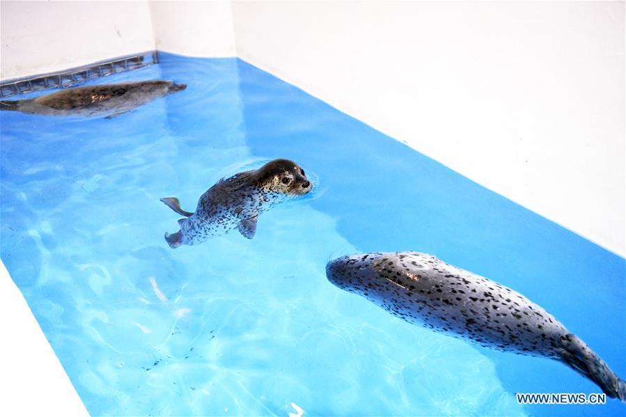 Three seal pups swim in water at the Harbin Polarland in Harbin, northeast China\'s Heilongjiang Province, on April 29, 2019. Three seal pups entered a \