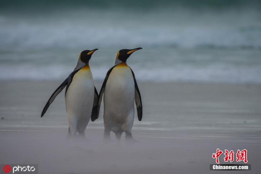 Wildlife photographer Alex Macipe has captured the beautiful moment penguins held hands during a romantic seaside waddle in the waters off Volunteer Point, the Falkland Islands. The birds went out hunting together, which is unusual as one normally stays behind to take care of the offspring. (Photo/IC)