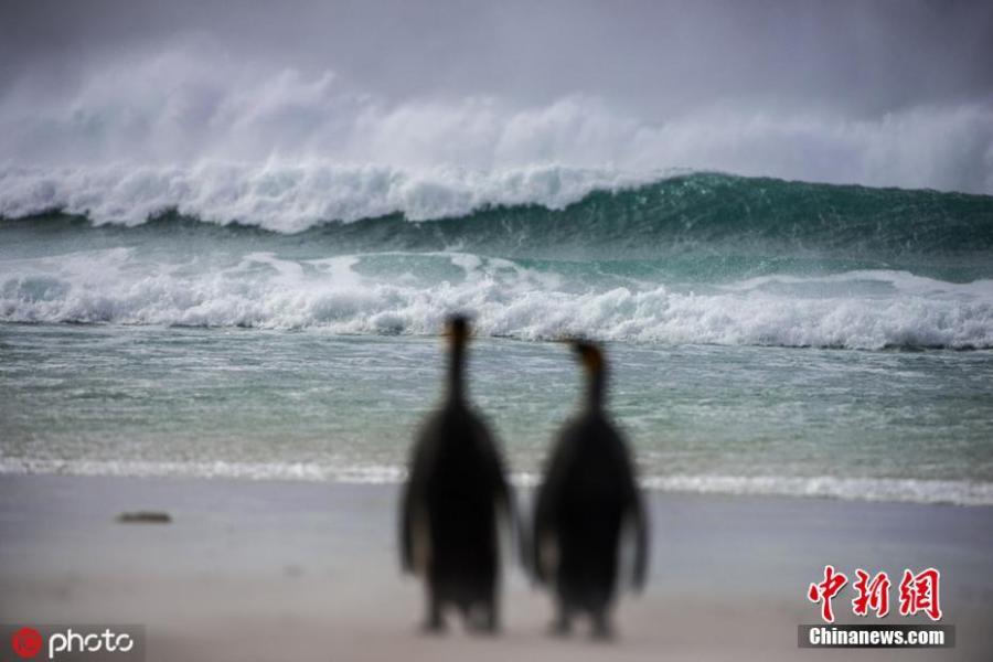 Wildlife photographer Alex Macipe has captured the beautiful moment penguins held hands during a romantic seaside waddle in the waters off Volunteer Point, the Falkland Islands. The birds went out hunting together, which is unusual as one normally stays behind to take care of the offspring. (Photo/IC)