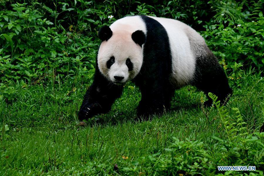 The giant panda Tuantuan plays at the Taipei Zoo in Taipei, southeast China\'s Taiwan, May 6, 2019. At the Taipei Zoo, the two giant pandas Tuantuan (male) and Yuanyuan (female) have drawn large crowds eager to catch a glimpse of the chubby bears through the past ten years. The two giant pandas were sent to Taiwan from the Chinese mainland in late 2008. In 2013, Tuantuan and Yuanyuan had a baby called Yuanzai. (Xinhua/Zhang Guojun)