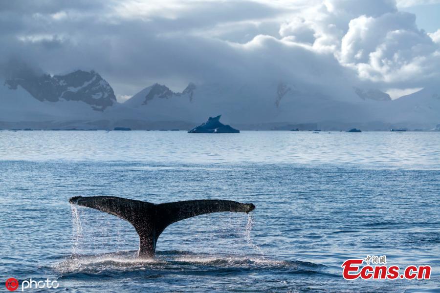 A pack of whales will exhale beneath the surface before circling around a school of fish who are “netted” by the surrounding bubbles. (Photo/IC)