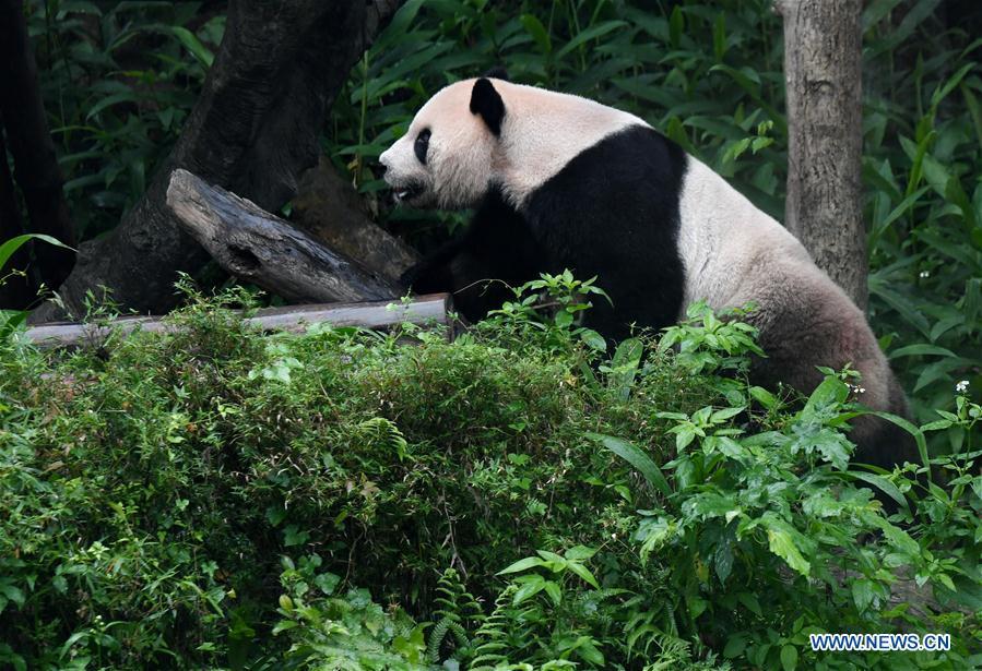 The giant panda Tuantuan plays at the Taipei Zoo in Taipei, southeast China\'s Taiwan, May 6, 2019. At the Taipei Zoo, the two giant pandas Tuantuan (male) and Yuanyuan (female) have drawn large crowds eager to catch a glimpse of the chubby bears through the past ten years. The two giant pandas were sent to Taiwan from the Chinese mainland in late 2008. In 2013, Tuantuan and Yuanyuan had a baby called Yuanzai. (Xinhua/Zhang Guojun)