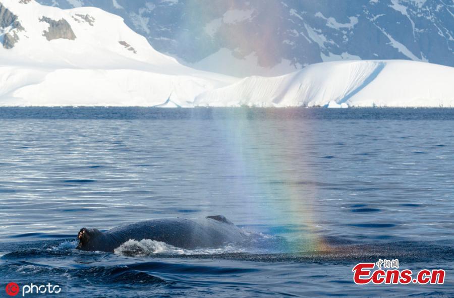A pack of whales will exhale beneath the surface before circling around a school of fish who are “netted” by the surrounding bubbles. (Photo/IC)