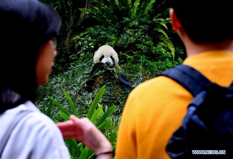 Tourists view the giant panda at the Taipei Zoo in Taipei, southeast China\'s Taiwan, May 6, 2019. At the Taipei Zoo, the two giant pandas Tuantuan (male) and Yuanyuan (female) have drawn large crowds eager to catch a glimpse of the chubby bears through the past ten years. The two giant pandas were sent to Taiwan from the Chinese mainland in late 2008. In 2013, Tuantuan and Yuanyuan had a baby called Yuanzai. (Xinhua/Zhang Guojun)