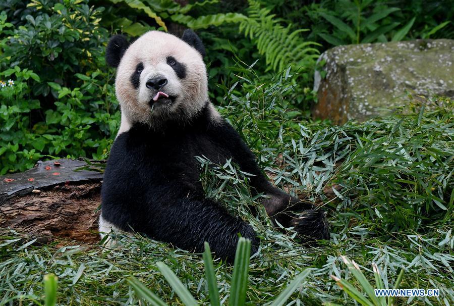 The giant panda Tuantuan eats bamboo leaves at the Taipei Zoo in Taipei, southeast China\'s Taiwan, May 6, 2019. At the Taipei Zoo, the two giant pandas Tuantuan (male) and Yuanyuan (female) have drawn large crowds eager to catch a glimpse of the chubby bears through the past ten years. The two giant pandas were sent to Taiwan from the Chinese mainland in late 2008. In 2013, Tuantuan and Yuanyuan had a baby called Yuanzai. (Xinhua/Zhang Guojun)