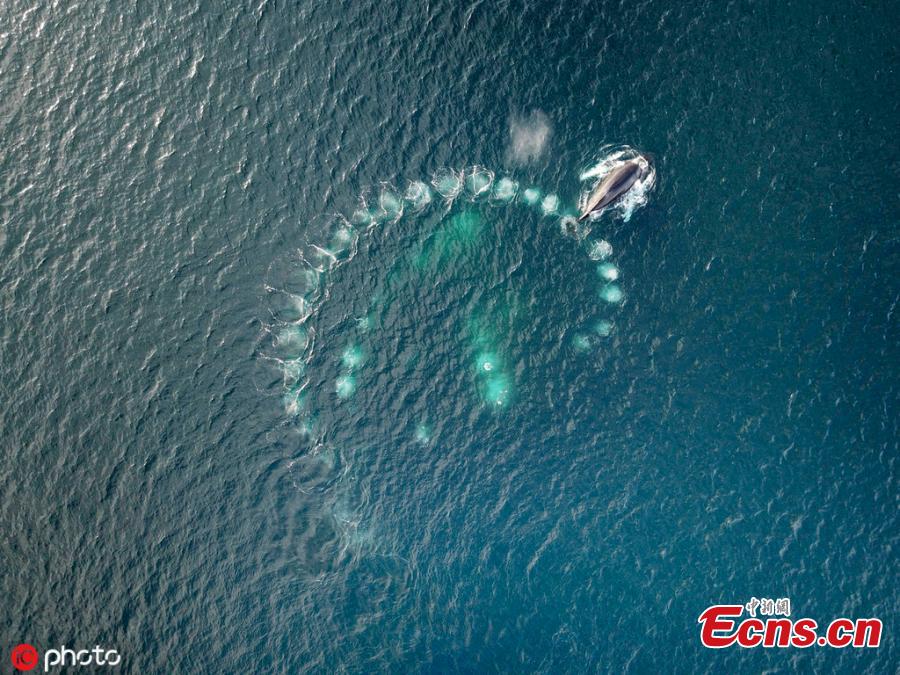Taken by wildlife photographer Vadim Balakin, the images show Humpback whales producing bubbles of air to catch minute plankton ready for feeding time.  (Photo/IC)