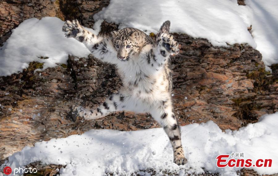Photographer Ron Conigilaro, 47, from Detroit, Michigan, captures the charming moment a snow leopard does the \'jazz hands\' during a visit to Glacier National Park. The leopard, named Mystique, is part of a breeding program to ensure the healthy management of the species. (Photo/IC)