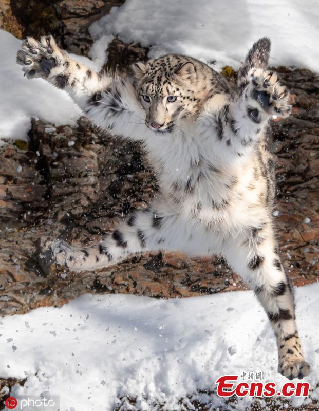Photographer Ron Conigilaro, 47, from Detroit, Michigan, captures the charming moment a snow leopard does the \'jazz hands\' during a visit to Glacier National Park. The leopard, named Mystique, is part of a breeding program to ensure the healthy management of the species. (Photo/IC)