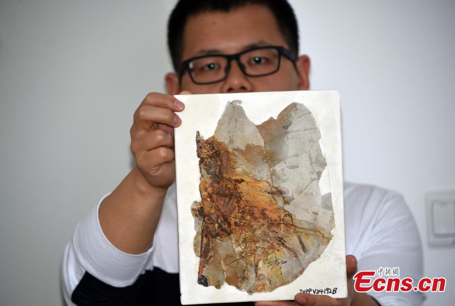 Photo released on May 9, 2019, shows fossil remains of a membranous-winged 163-million-year old non-avian theropod, Ambopteryx longibrachium, discovered in northeastern China. (Photo/China News Service: Sun Zifa)