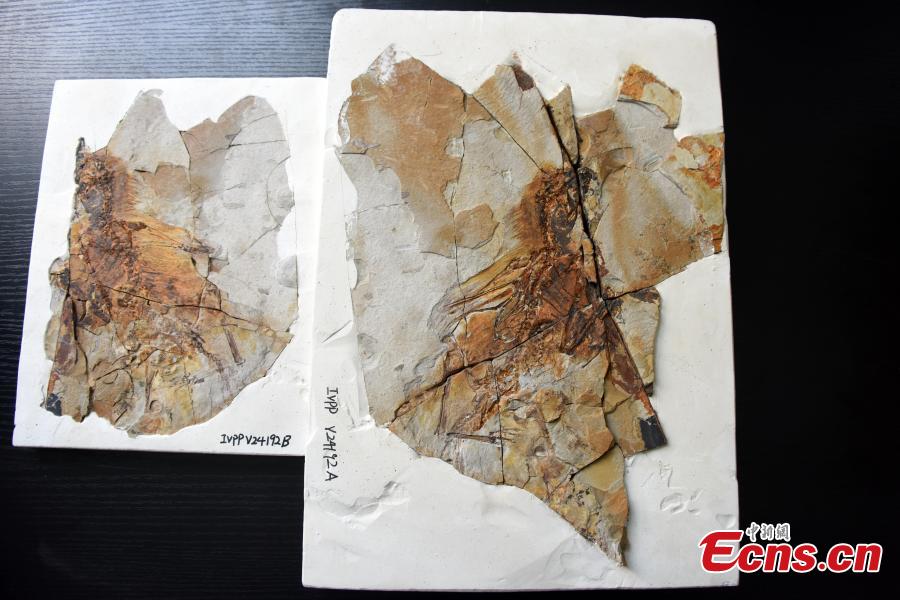 Photo released on May 9, 2019, shows fossil remains of a membranous-winged 163-million-year old non-avian theropod, Ambopteryx longibrachium, discovered in northeastern China. (Photo/China News Service: Sun Zifa)  

As the most completely preserved scansoriopterygid specimen to date, Ambopteryx preserves membranous wings and the styliform element, supporting the widespread existence of these wing structures in the Scansoriopterygidae. (Photo/China News Service: Sun Zifa)