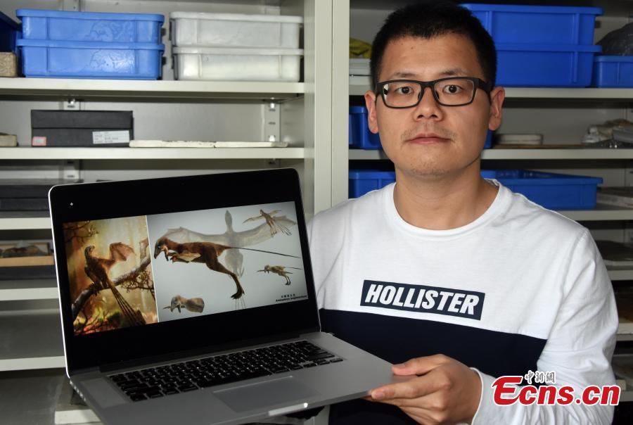 Photo shows the life reconstruction of the bizarre membranous-winged Ambopteryx longibrachium, May 9, 2019.  (Photo/China News Service: Sun Zifa)