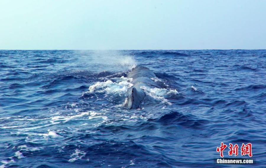 A sperm whale is seen in the South China Sea, May 6, 2019. Chinese scientists conduct the world\'s first investigation of whales in the waters.  Sperm whales, striped dolphins, and other rare cetaceans have been observed in the South China Sea, with a high probability of settled groups, according to the world\'s first investigation of whales in the waters, conducted by the Chinese Academy of Sciences. (Photo/China News Service)