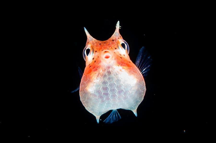 Toy, at the Coral Triangle, by Hayes. (Photo provided to China Daily)
The opening day of the exhibition was also the 50th Earth Day, with the theme \