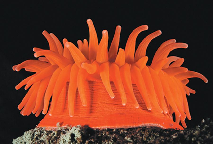 Orange Celebration, a photo taken in the Antarctic by Doubilet. (Photo provided to China Daily)

He believes photos can open people\'s eyes and that nature photography is as important as journalism. Ocean Talks also witnessed U.S. explorer Sylvia Earle and Singaporean Michael Aw sharing their marine experiences.

The talks were part of the celebration of the world premiere of the Elysium Epic Trilogy Exhibition that was staged in Parkview Green in Beijing from April 22 to May 6.

The exhibition displayed pictures, videos, social media posts and talks from expedition masters that show the polar regions\' beauty and raise awareness of ocean conservation.

The Elysium Epic project was initiated by the Ocean Geographic Society eight years ago to record the exploration of the Earth\'s tripolar regions.

Earle says she is grateful to be part of the project that celebrates the natural systems that keep people alive and encourages people everywhere to protect the ocean.